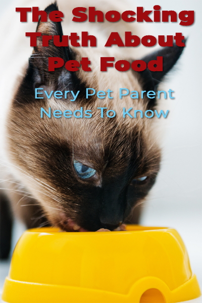 Siamese cat eating out of yellow bowl